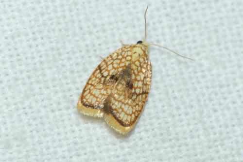 Réf. 236 122 : Acleris forsskaleana